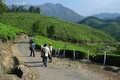 Droga Munnar - Top Station